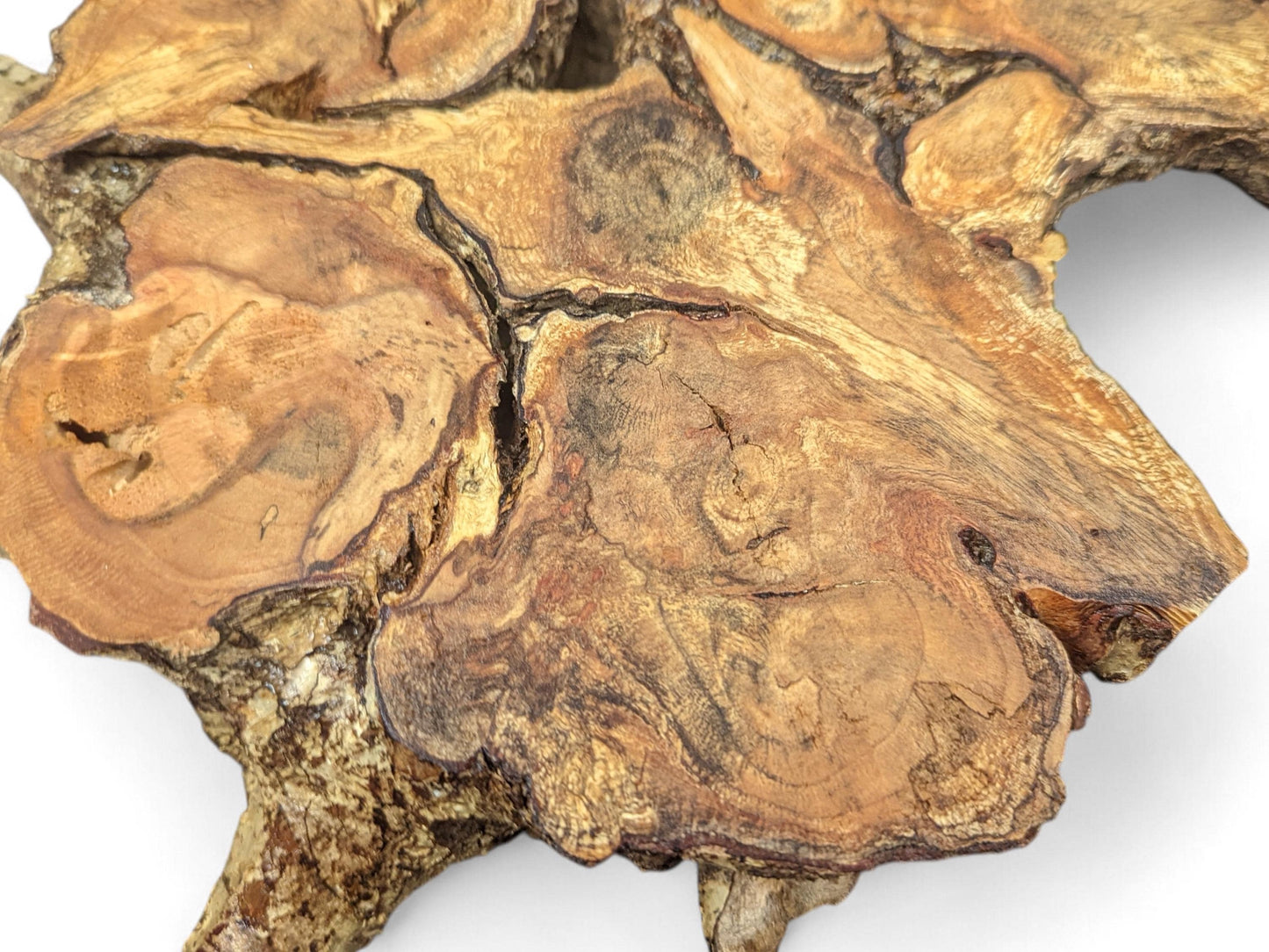 Irregularly shaped hazel root wood slice with gnarled texture, varying light to dark brown tones and natural crevices.