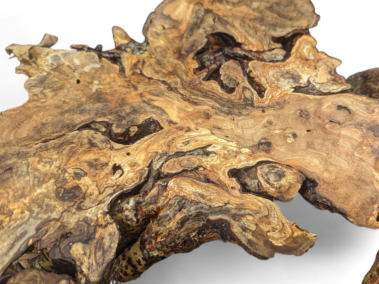 Gnarled hazel root wood slice, featuring an irregular shape and varied light to dark brown colors.