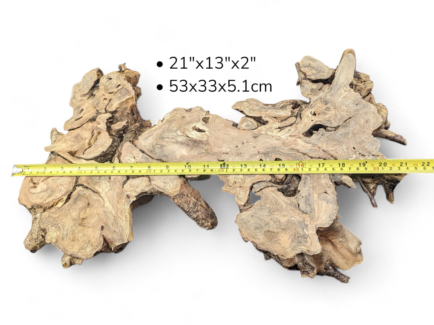 Light brown, gnarled hazel root wood slice, irregular, displayed with a measuring tape and dimensions.