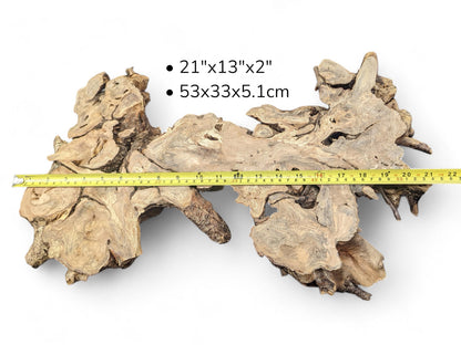 Light brown, gnarled hazel root wood slice, irregular, displayed with a measuring tape and dimensions.