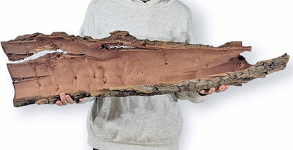Natural wood bark, elongated with rugged dark brown exterior and smooth reddish-brown interior, held by a person.