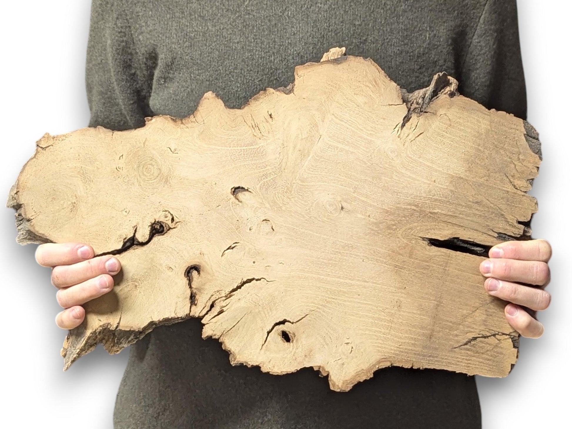 A person holds an irregular, light brown wood slice with rough, dark edges and visible grain.
