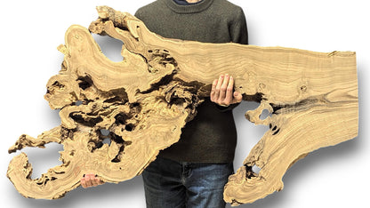 Large, light brown, irregularly shaped wood root slice with natural holes and distinct grain, held by a person.