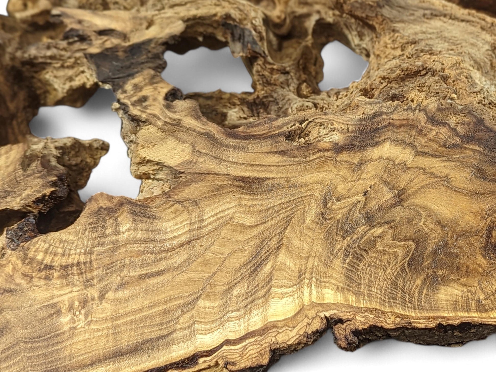 Close-up of an irregular light brown wood root slice with dark, wavy grain and natural holes.