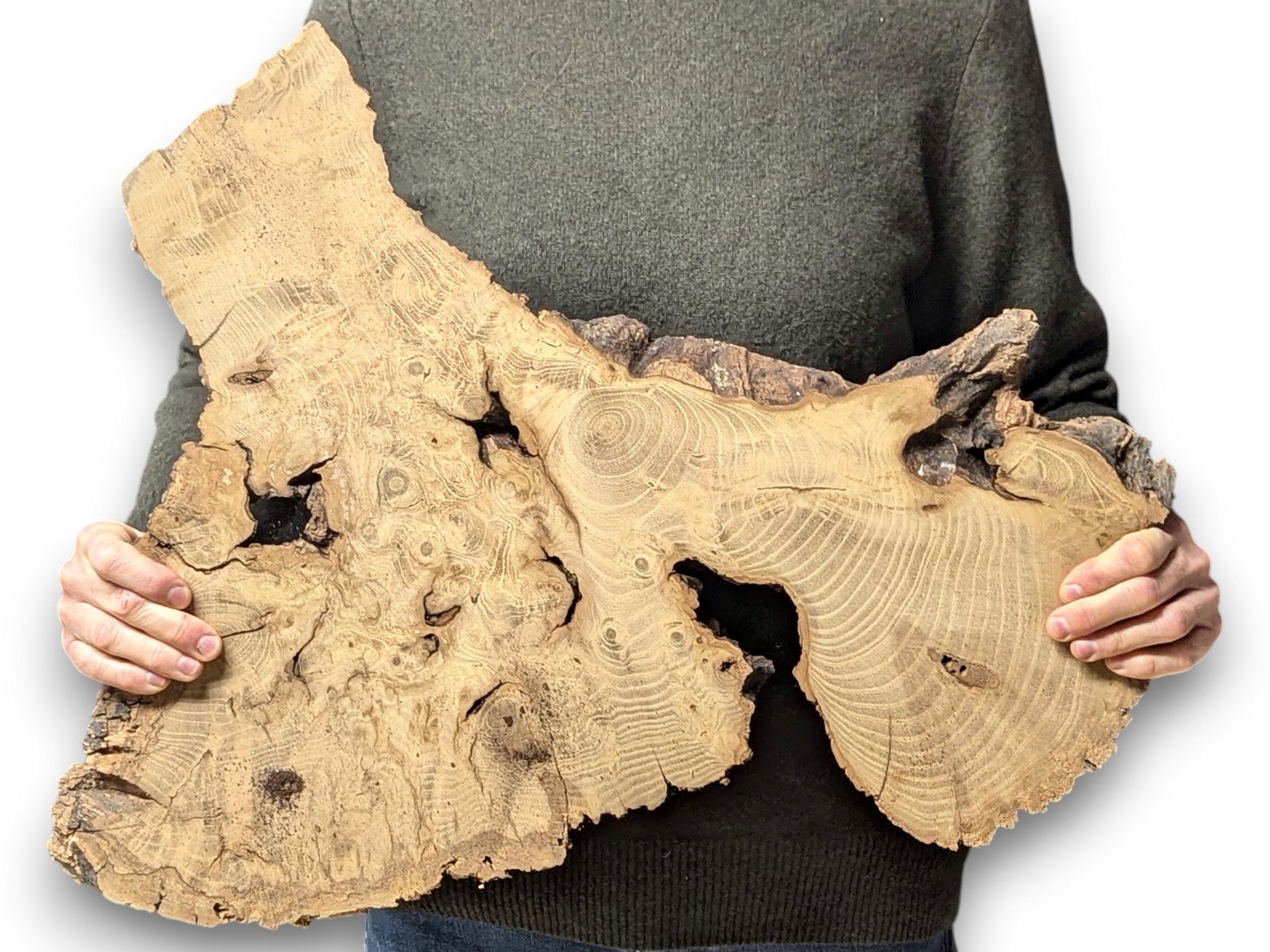 Person holds an irregular, light brown live edge wood slice with prominent grain, burls, and voids.