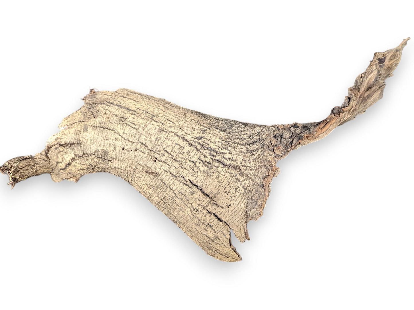 A piece of dried, irregular, light brown wood bark with deeply textured, cracked, and tapering ends.