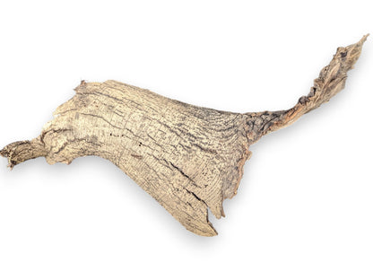 A piece of dried, irregular, light brown wood bark with deeply textured, cracked, and tapering ends.