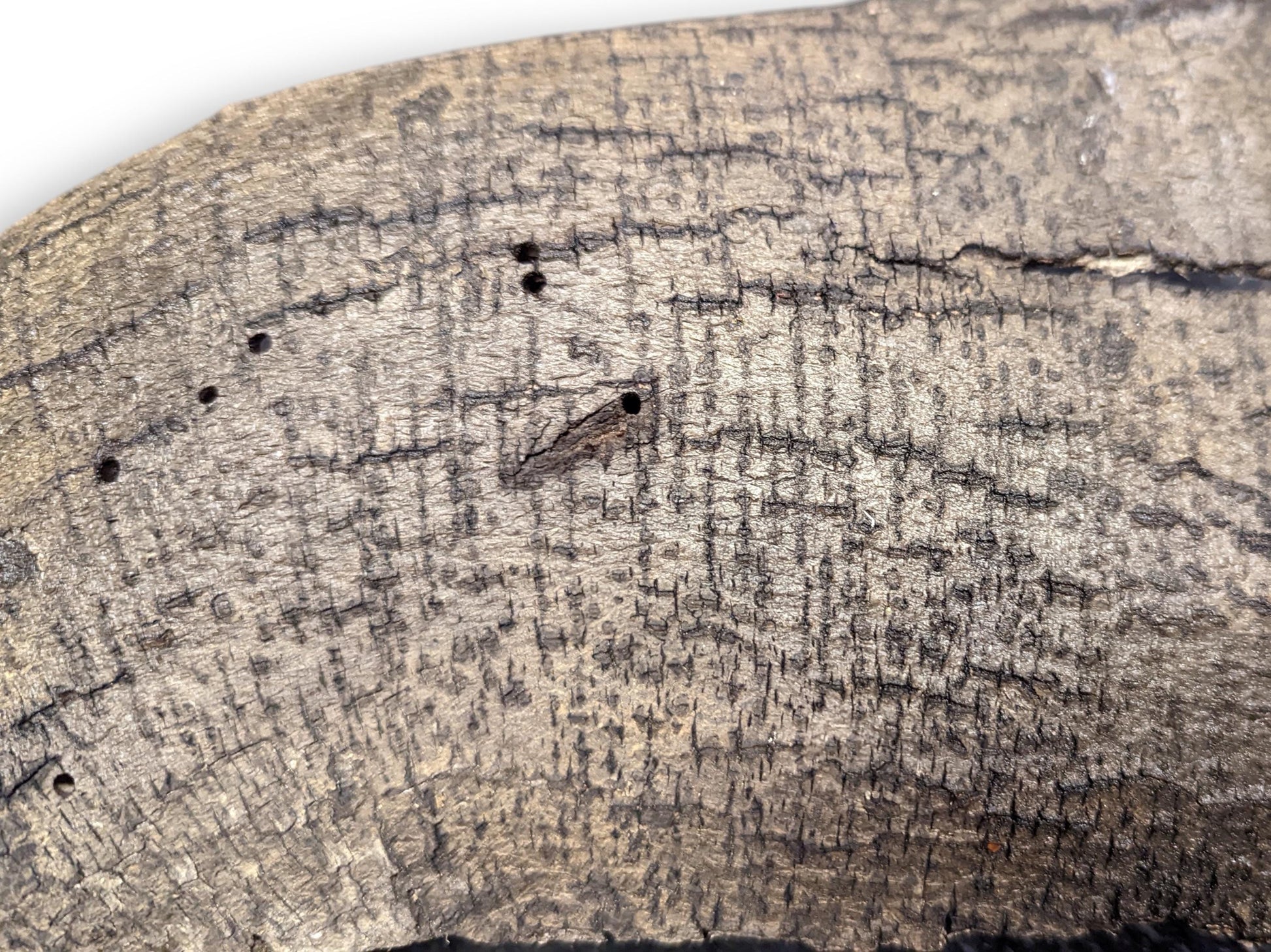Close-up of textured greyish-brown wood bark, featuring prominent cracks, fibrous grain, and several small holes.