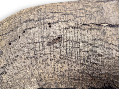 Close-up of textured greyish-brown wood bark, featuring prominent cracks, fibrous grain, and several small holes.