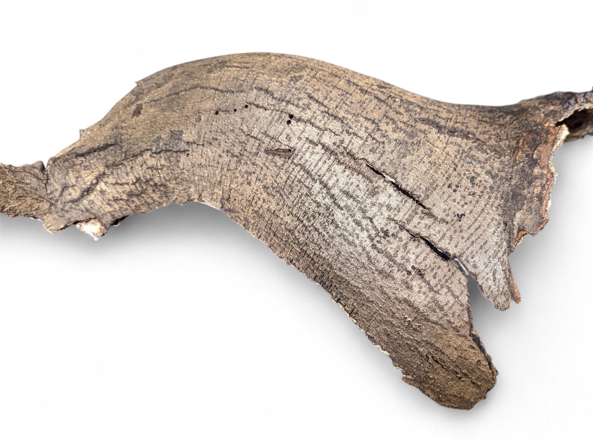 Irregular, curved wood bark, light and dark brown with textured surface, prominent cracks, and small holes on white.