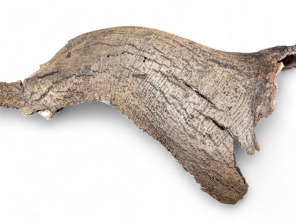 Irregular, curved wood bark, light and dark brown with textured surface, prominent cracks, and small holes on white.