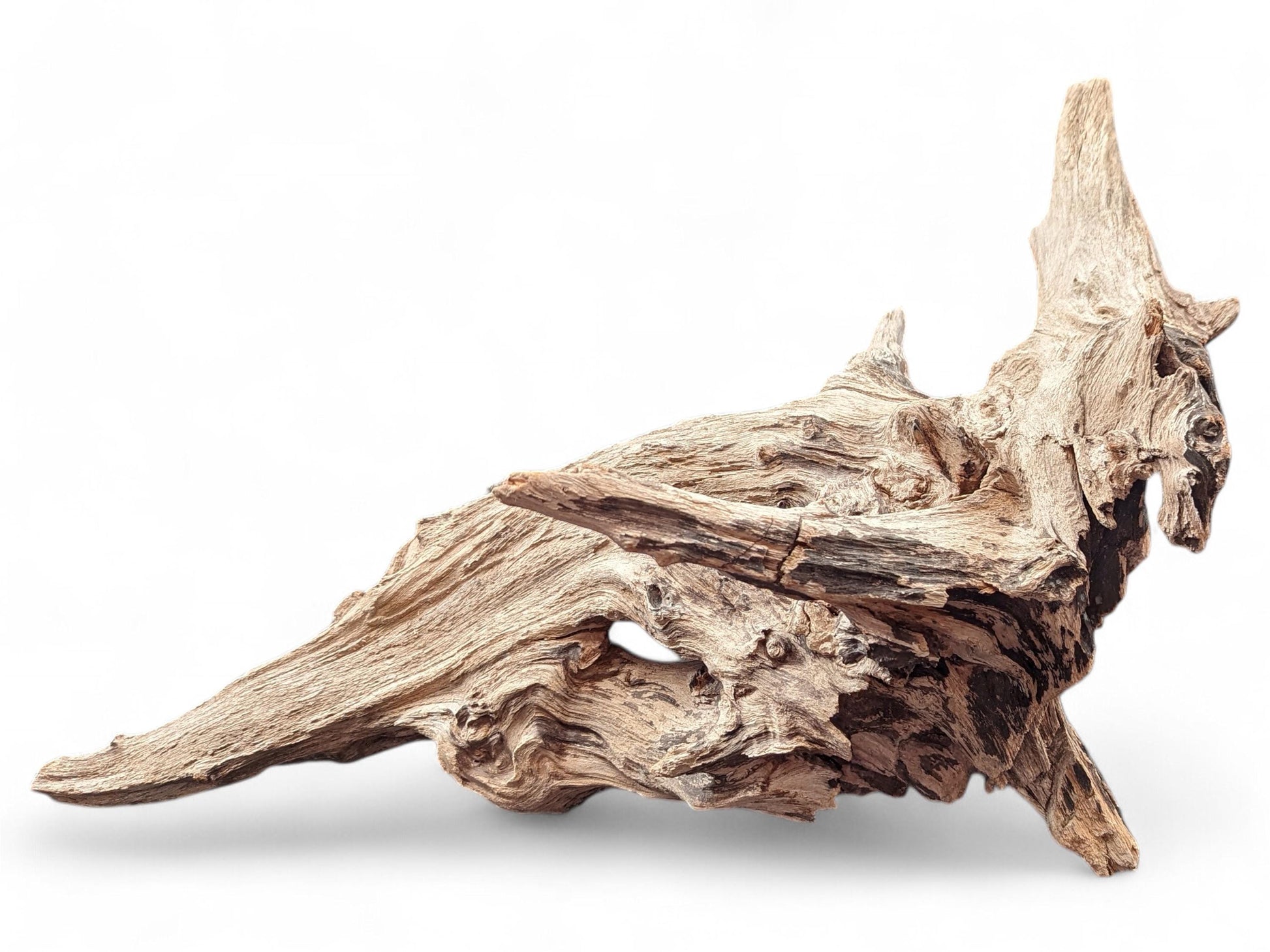 Irregularly shaped, aged light brown driftwood with a rough, gnarled texture and several pointed sections.