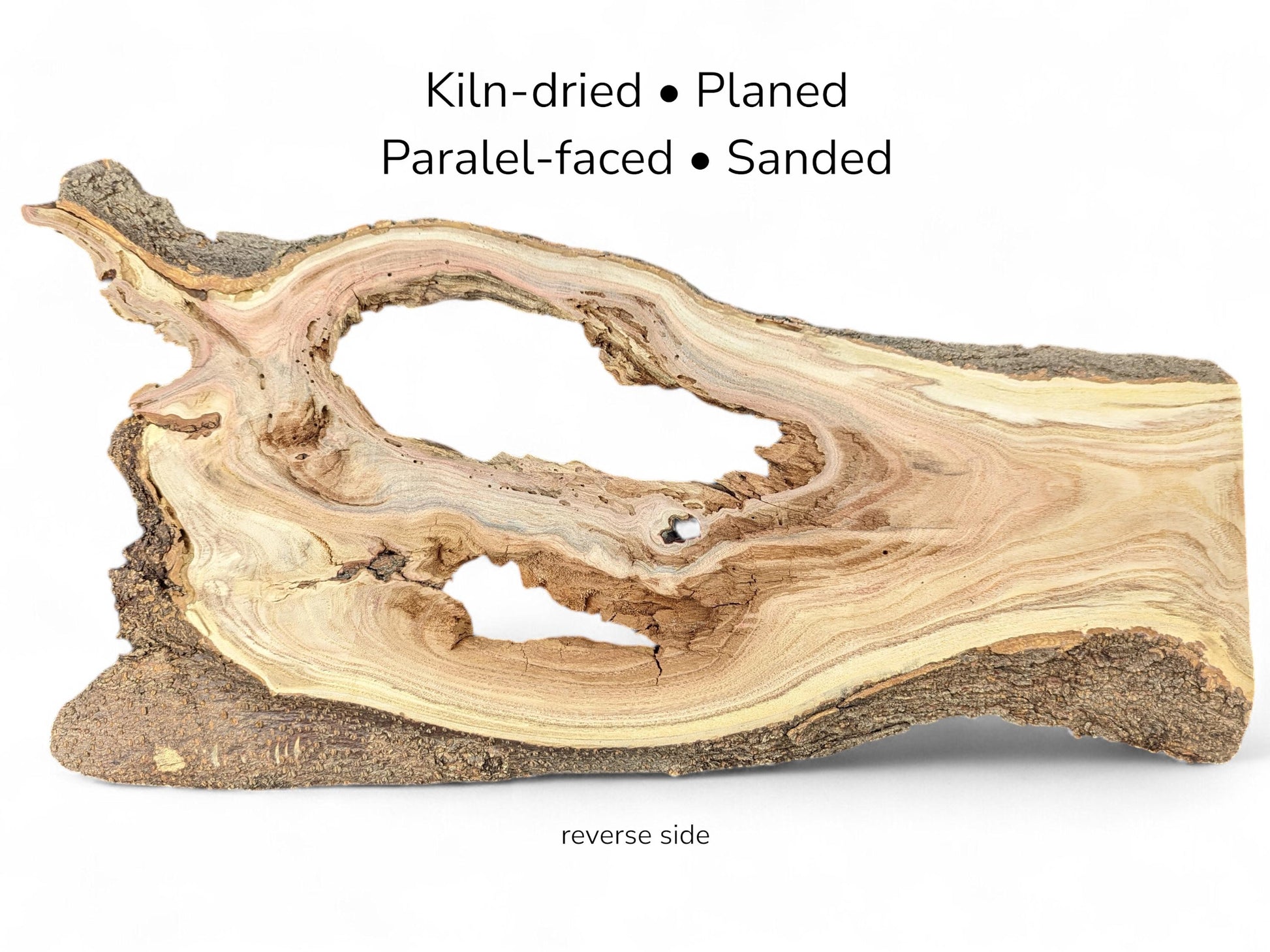 Reverse side of honey locust root slice featuring rugged bark, light grain, and large irregular voids.