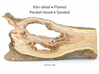 Reverse side of honey locust root slice featuring rugged bark, light grain, and large irregular voids.
