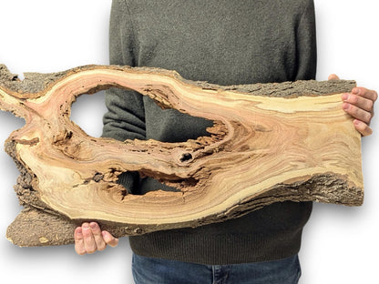 A person holds an irregular, light-toned honey locust wood slice featuring textured bark and natural voids.