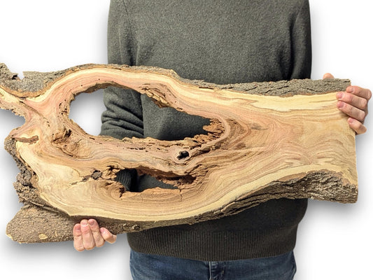 A person holds an irregular, light-toned honey locust wood slice featuring textured bark and natural voids.