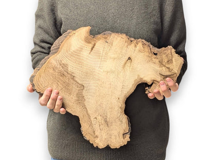 Person holding a large, light brown, irregularly shaped Black Locust root wood slice with live edges.