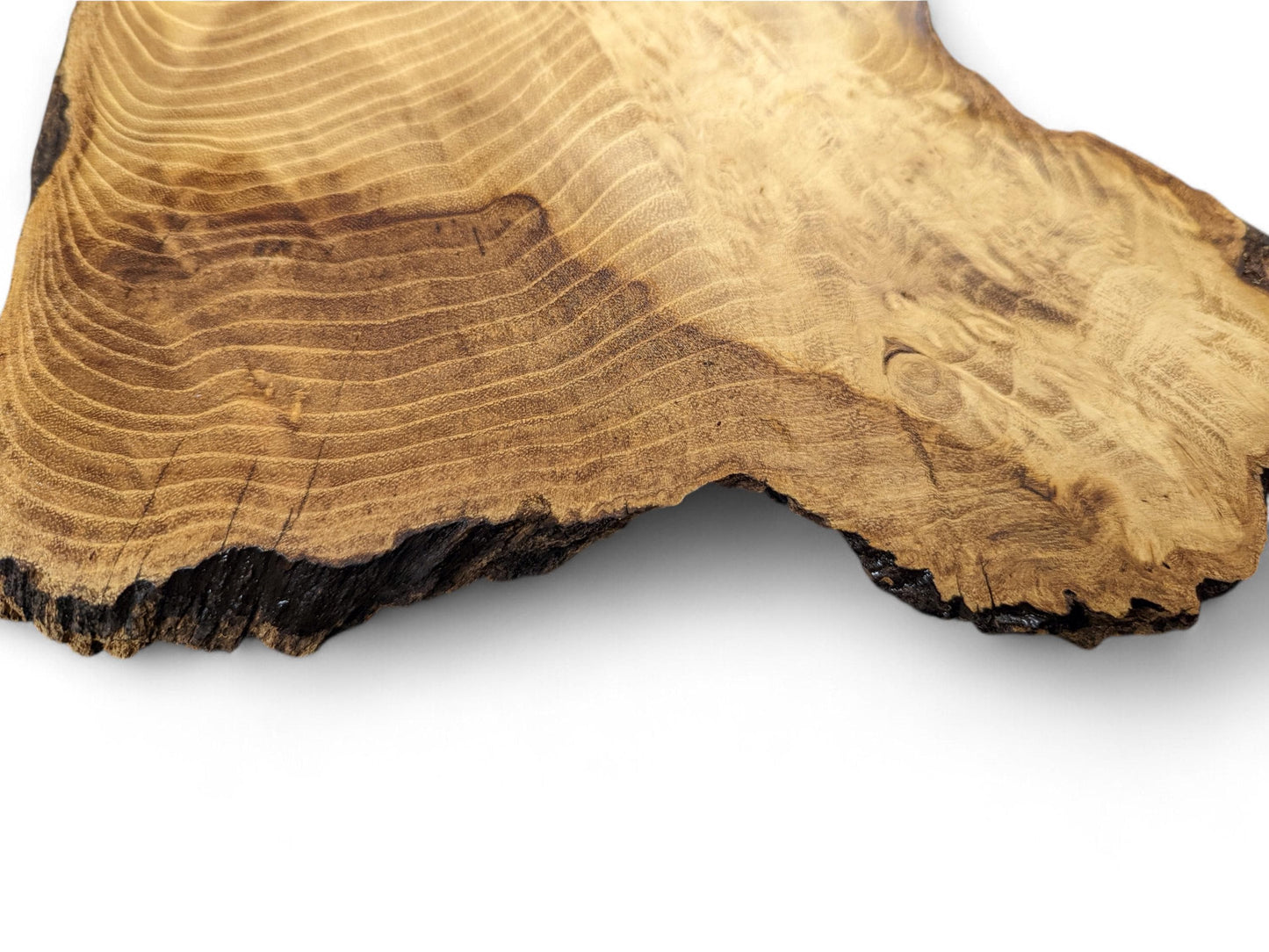 Golden brown, irregularly shaped Black Locust root wood slice displaying distinct annual rings and dark live edges.