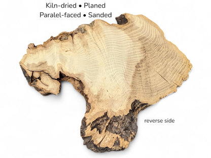 Irregular light wood slice featuring prominent growth rings, dark rough bark edges, and text detailing specifications.