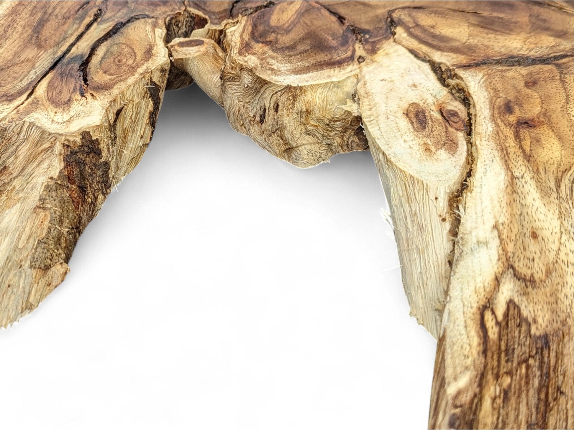 Live edge hard wood root slice featuring light and dark brown colors, complex grain patterns, and natural texture.