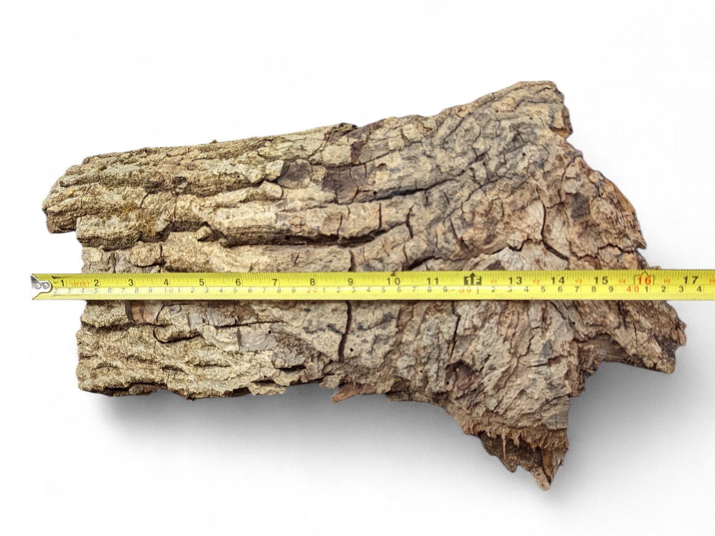 Rough, irregular wood bark, light brown and grey, with a yellow measuring tape indicating length.