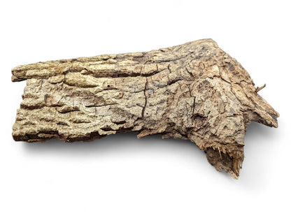 Irregularly shaped natural wood bark piece featuring a rough, deeply fissured light brown and grey surface.
