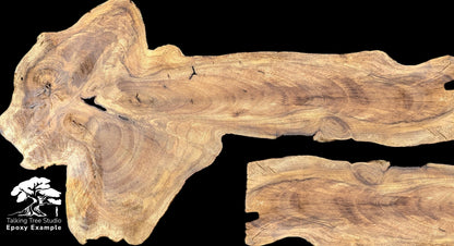 Textured English walnut root slice exhibiting dark grain lines and voids on a solid black background.