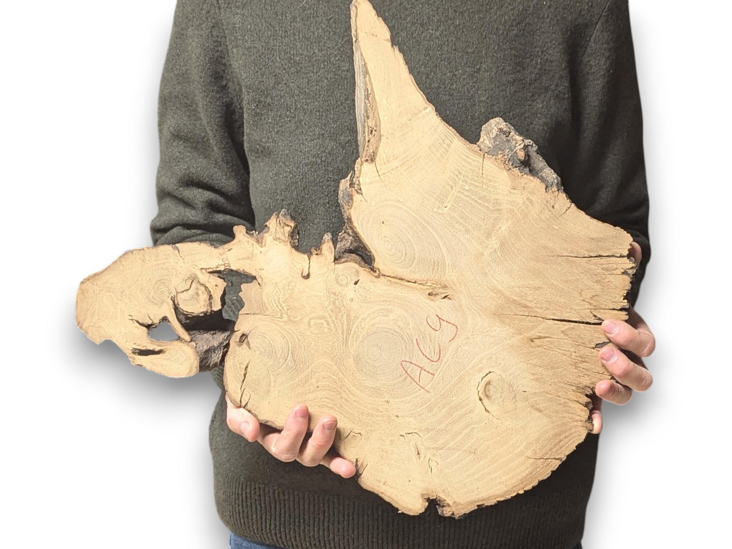 Hands hold a large, irregular black locust root wood slice with live edge, prominent grain, and 'Acy'.