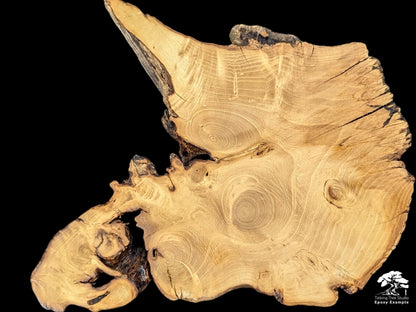 Natural light brown black locust root wood slice, featuring irregular shape, prominent grain patterns, and live edges.
