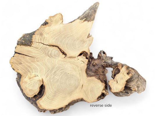 Reverse side of irregular black locust root wood slice, displaying light brown grain and dark bark.