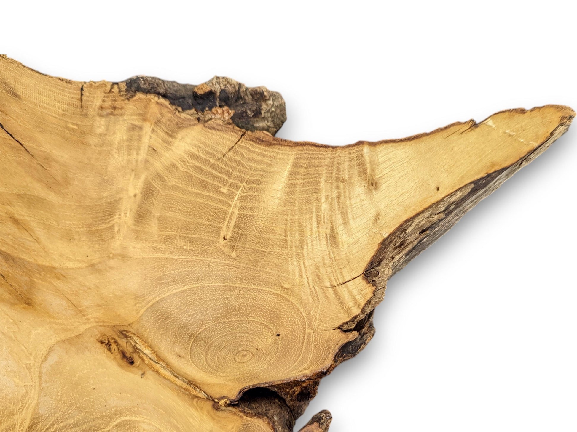 Golden-brown wood slice with an irregular shape, showing prominent swirling grain, a knot, and rough bark.