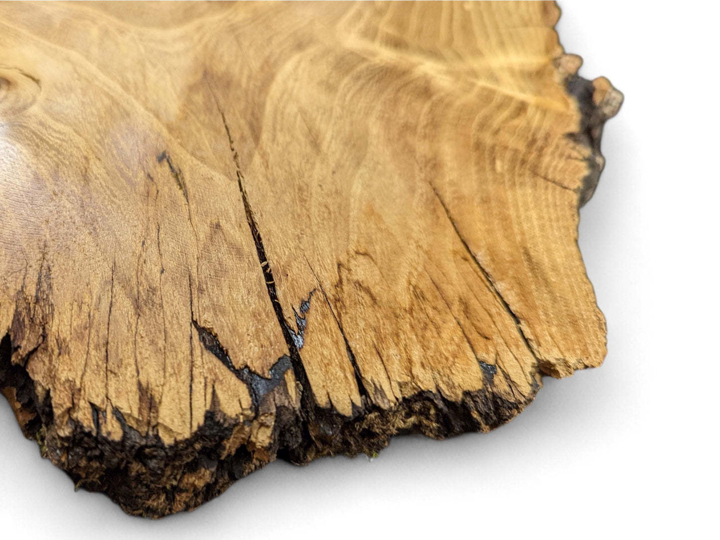 Irregular light brown black locust root wood slice featuring prominent grain, rough live edge, and dark cracks.