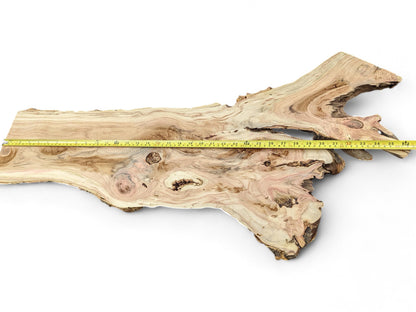Light-colored honey locust root slice, irregular shape with swirling brown grain, knots, and yellow measuring tape.