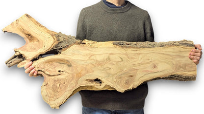 Light-colored honey locust root slice with irregular live edges and prominent swirling grain, held by a person.