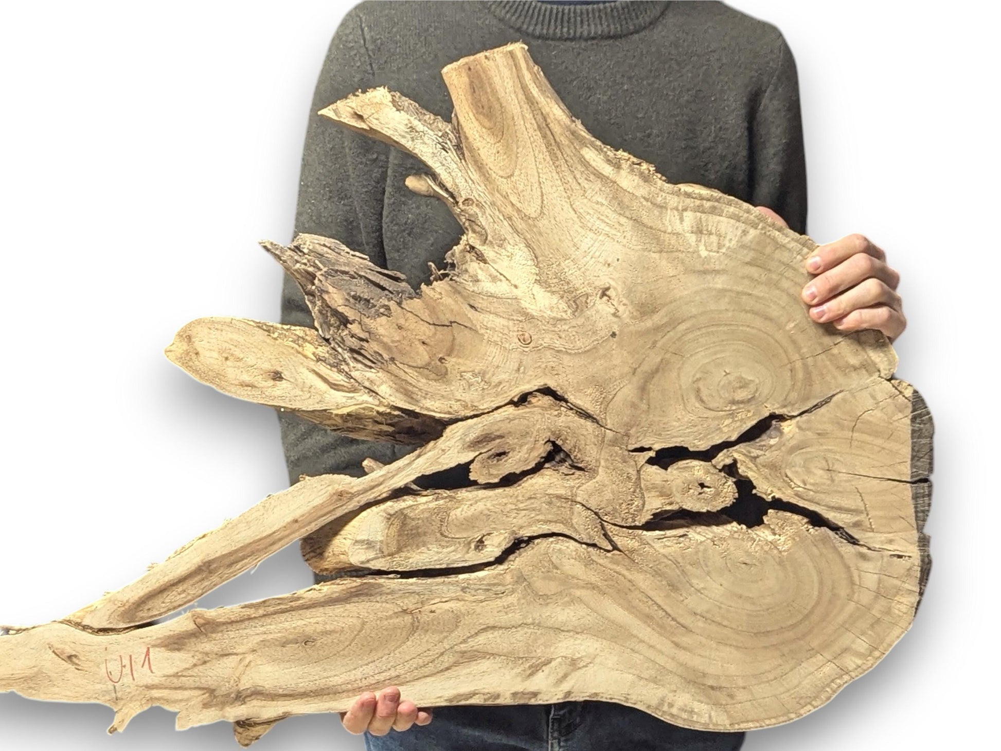 A person holds a large, irregularly shaped, light brown live edge root wood slice with natural cracks.