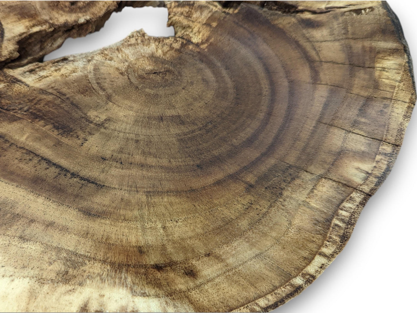 Detailed view of an irregular brown live edge wood slice, showing concentric growth rings and subtle cracks.