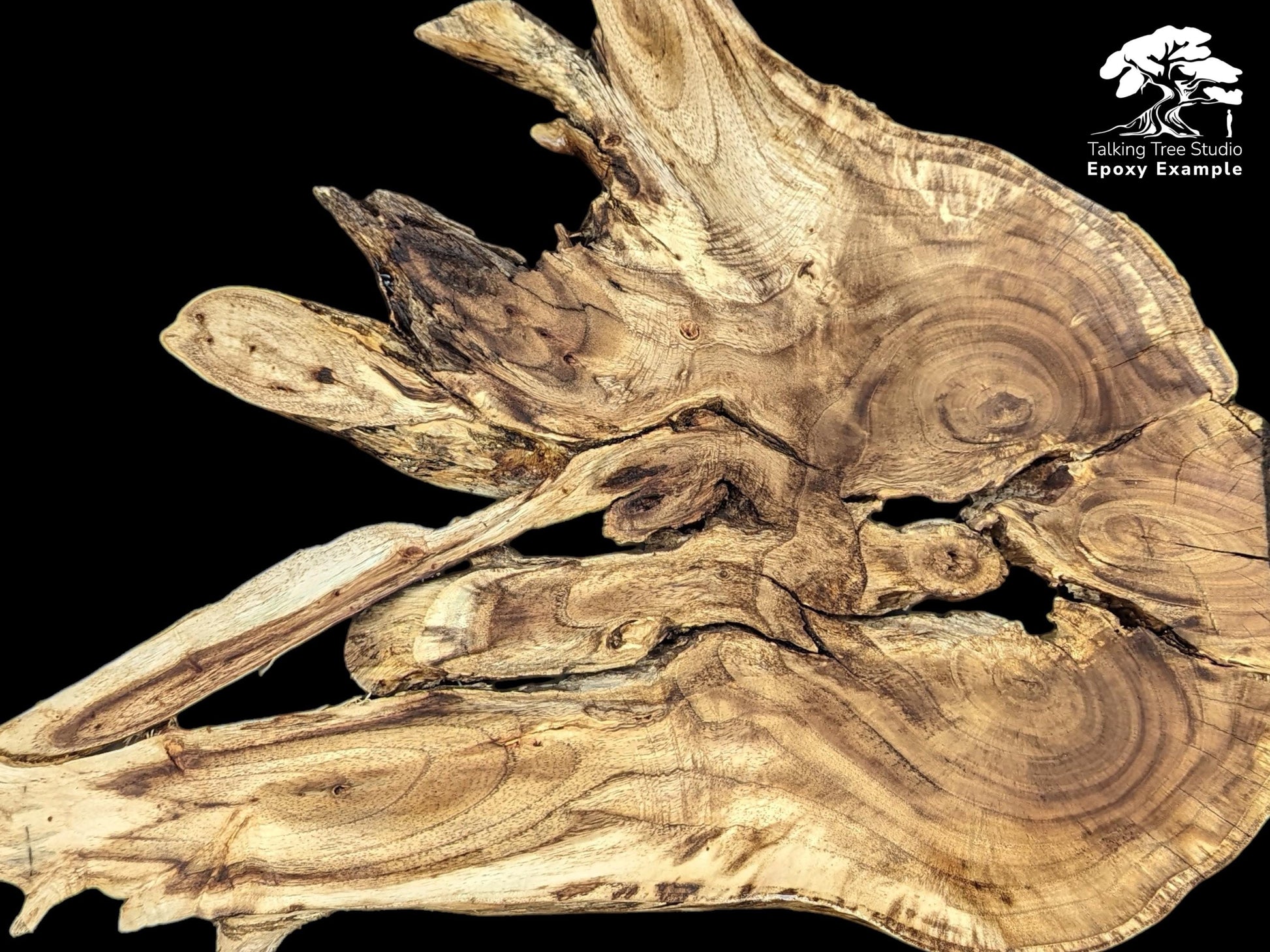 Irregular, light brown, live edge wood root slice showing natural grain, cracks, and text overlay.
