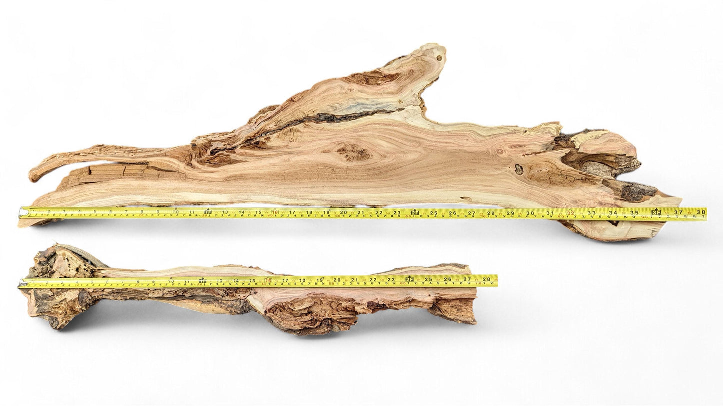 Two irregular, light brown honey locust root slices displaying natural grain and texture with tape measures.