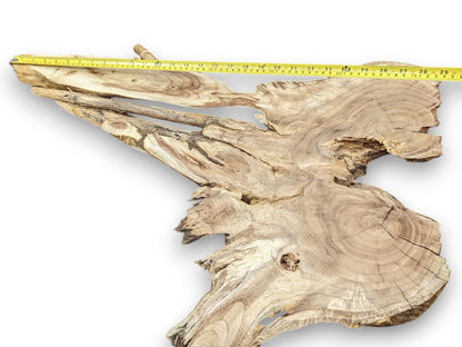 An irregularly shaped light brown wood root slice featuring growth rings and a yellow measuring tape.