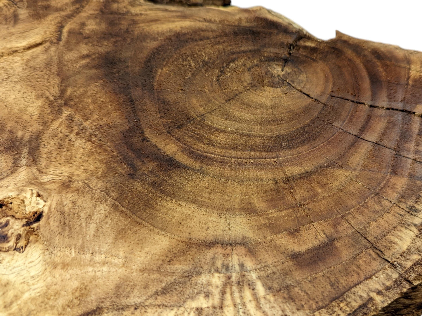 Close-up of a brown wood slice cross-section displaying prominent growth rings, varied grain, and natural cracks.
