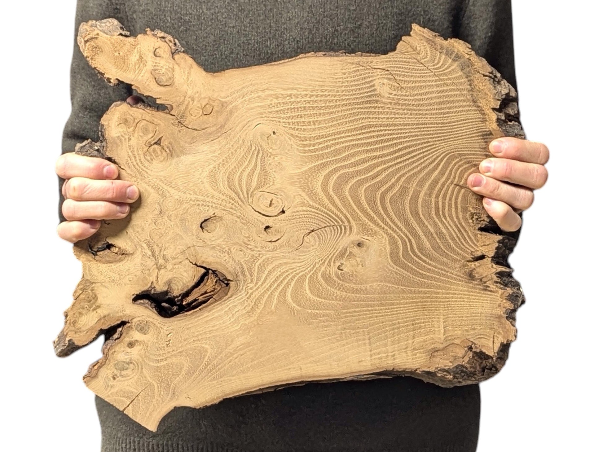 Hands hold an irregular black locust slice, light brown, with burls, a void, and dark edges.