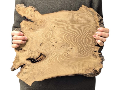 Hands hold an irregular black locust slice, light brown, with burls, a void, and dark edges.