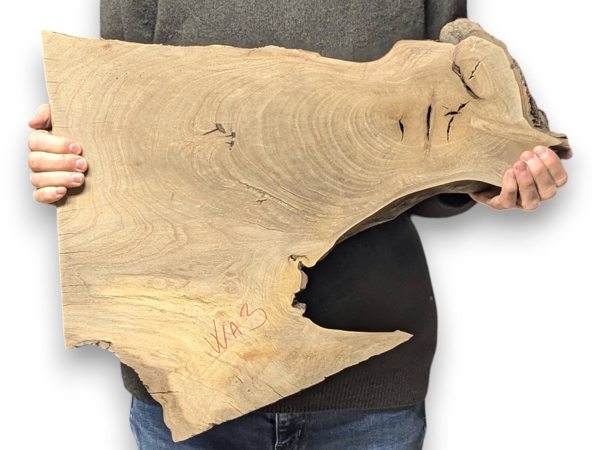 Irregular live edge English walnut root wood slice, light brown, showing grain, cracks, and 'WA3' marking.