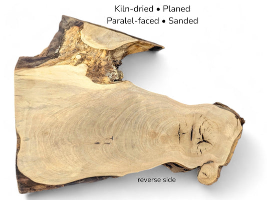 Sanded walnut root slice featuring light beige grain, dark bark edges, and text specifying processing details.