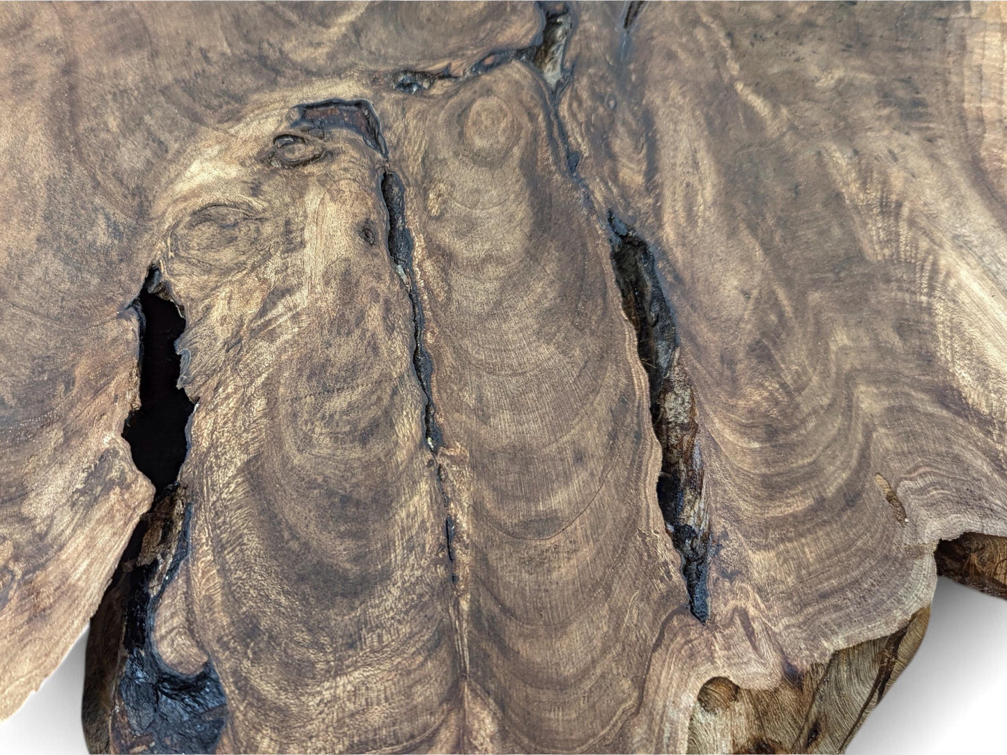 Dark brown English Walnut root slice, displaying prominent swirling grain patterns and several deep, dark natural cracks.