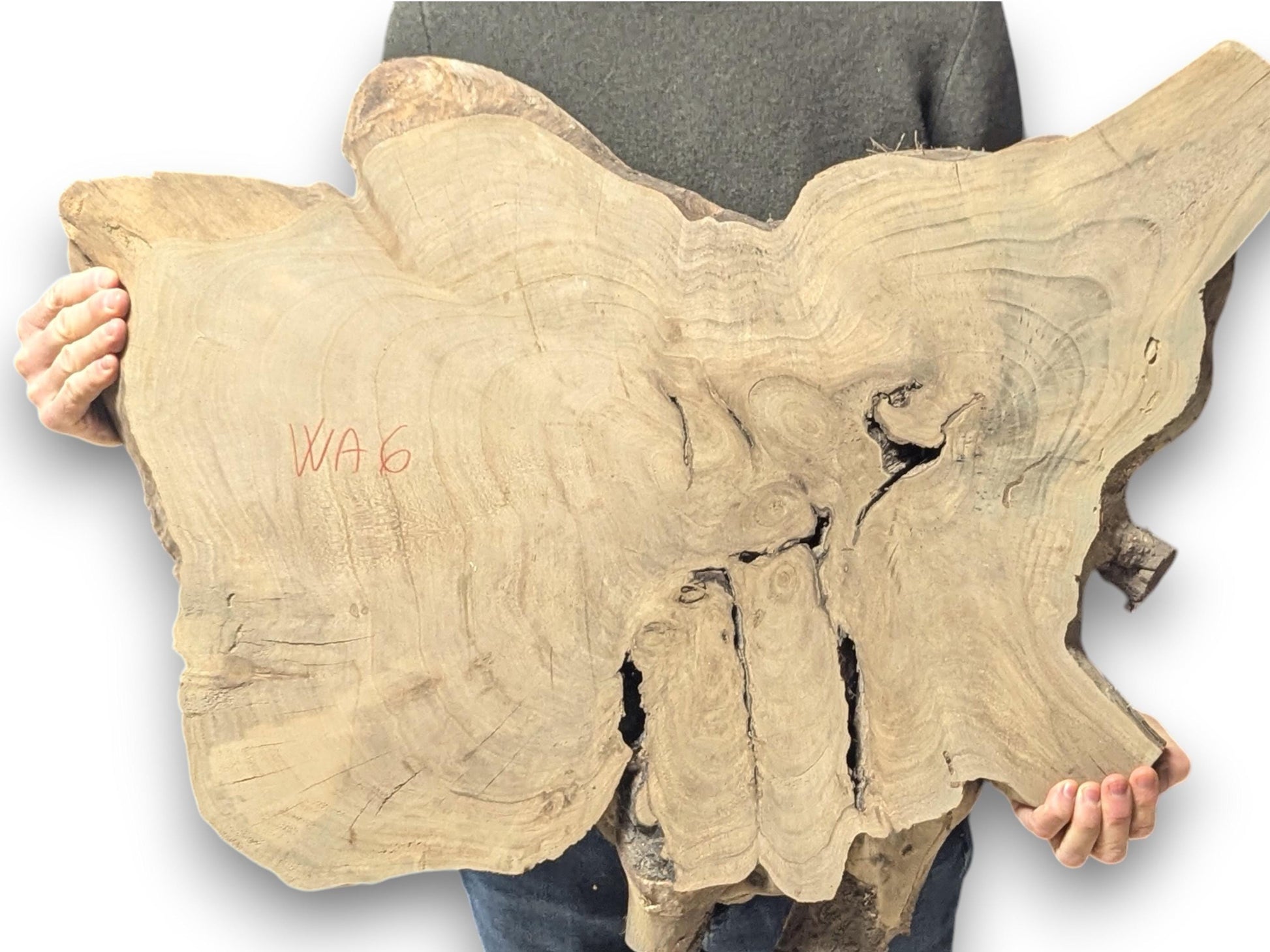 Irregular, light brown live edge English walnut root slice, showing natural grain, deep cracks, and red 'WA 6'.