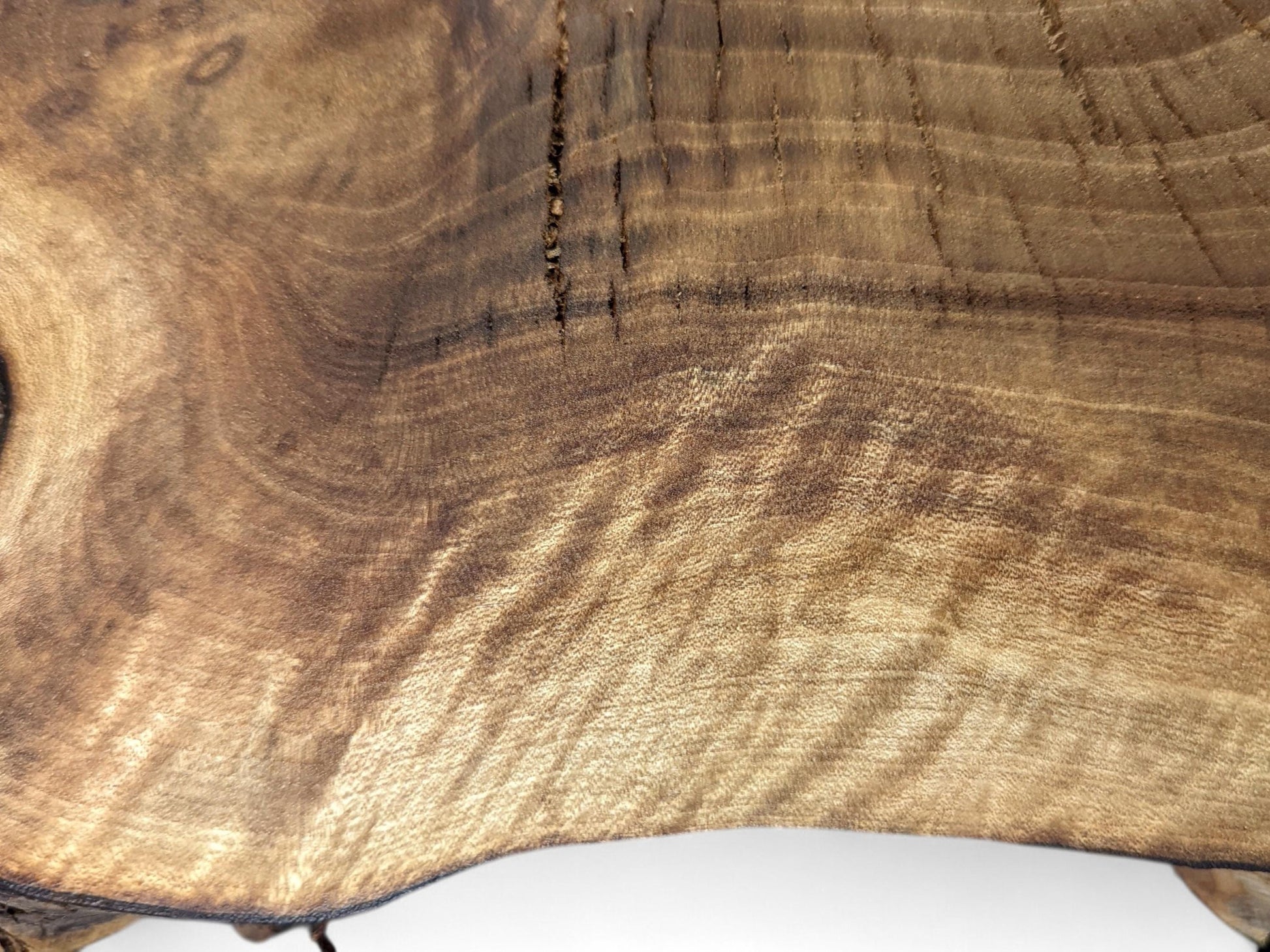 Brown English walnut root slice with prominent swirling grain, natural dark cracks, and an irregular live edge.