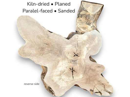 Reverse side of irregular walnut root slice displaying light grain, cracks, and text listing preparation details.
