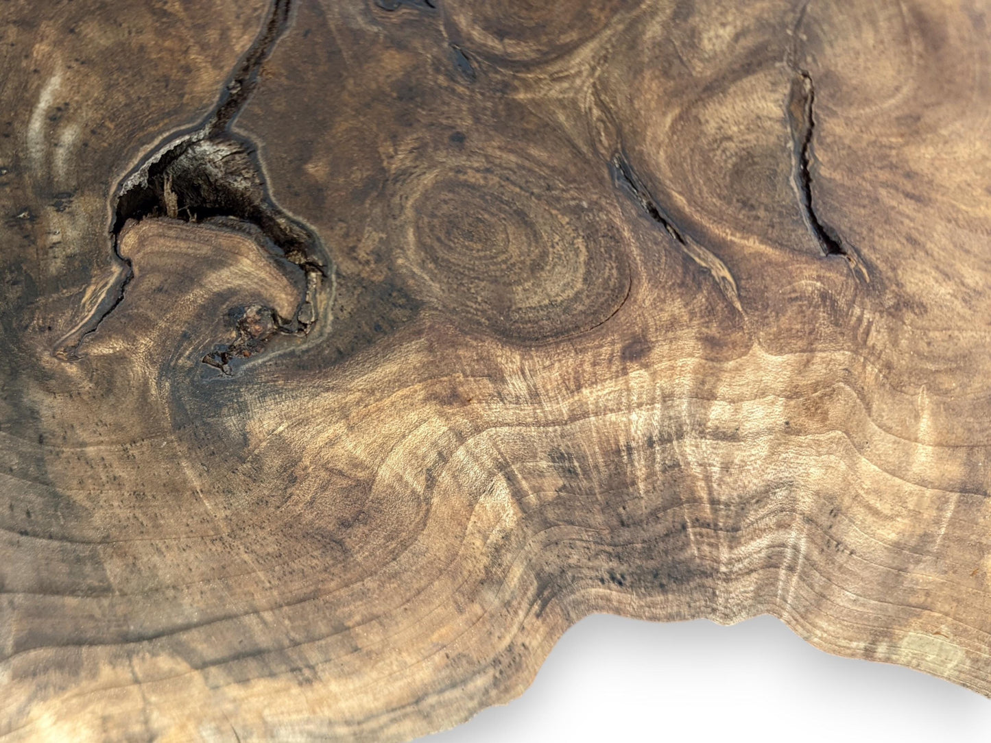 Detailed view of an irregular English walnut root slice, showcasing dark cracks, prominent swirling grain, and a live edge.
