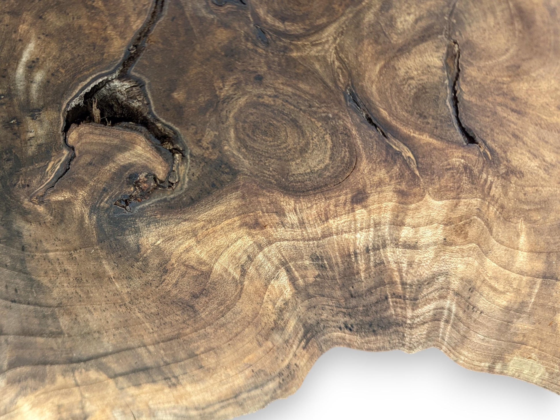 Detailed view of an irregular English walnut root slice, showcasing dark cracks, prominent swirling grain, and a live edge.